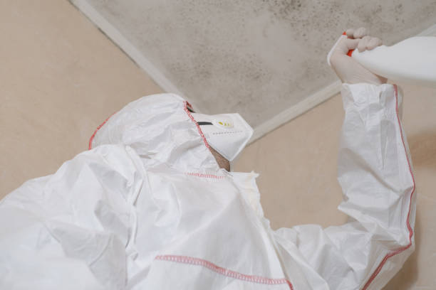 Best Affordable Mold Removal  in Owings, MD