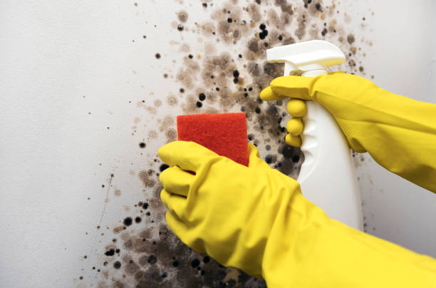Best Mold Damage Repair  in Owings, MD
