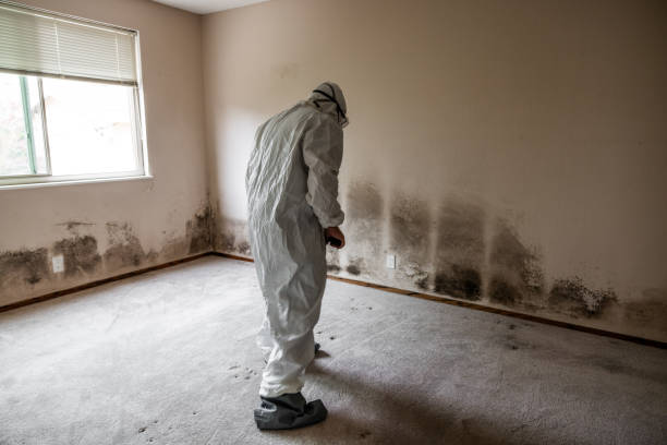 Best Mold Remediation  in Owings, MD