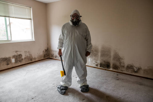 Best Toxic Mold Removal  in Owings, MD