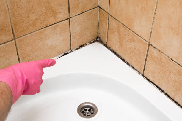 Best Black Mold Removal  in Owings, MD